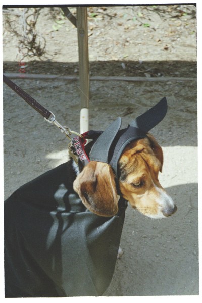 ../Images/blackbeagle.jpg