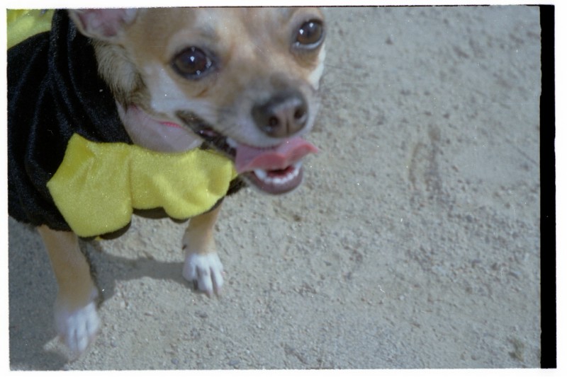 ../Images/chihuaface.jpg