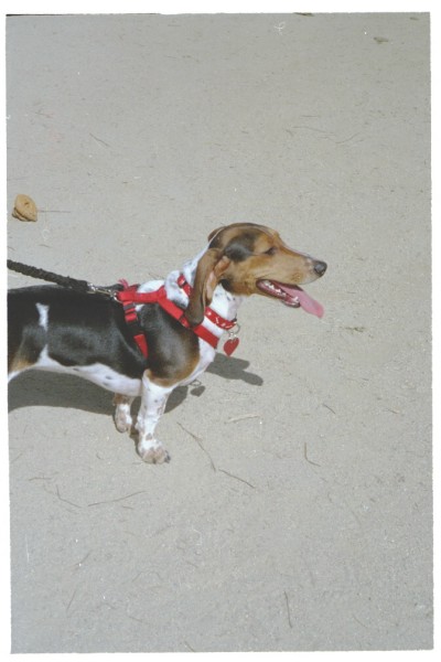 ../Images/dachsbasset.jpg