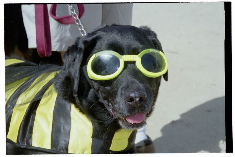 ../Images/doggles.jpg