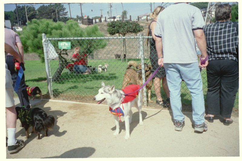 ../Images/husky.jpg
