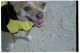 Thumbs/tn_chihuaface.jpg