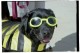 Thumbs/tn_doggles.jpg