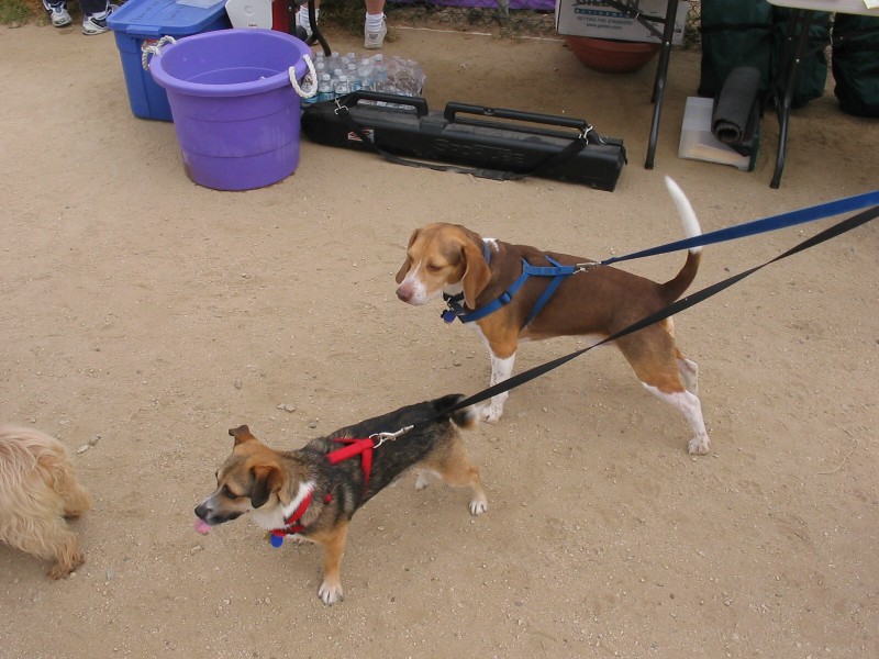 ../Images/beagle.jpg