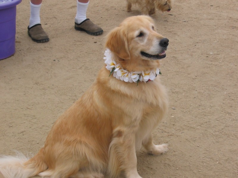 ../Images/popcorn-golden.jpg