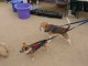 Thumbs/tn_beagle.jpg