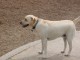 Thumbs/tn_yellowlab.jpg